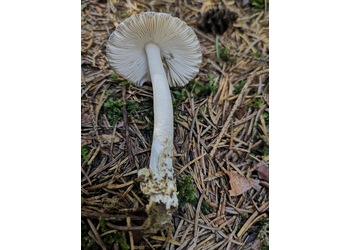 Grauer Scheidenstreifling (Amanita vaginata) - © Bernard Wieser